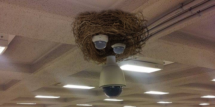 Fészket rakott egy kamera a Blahán