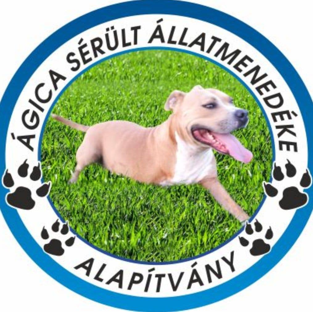 Kinéztük magunknak a solti kutyamenhelyt