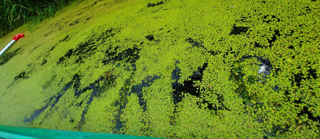 Lett egy szigetünk, amit Szíjjártó Péter kullancsáról neveztünk el